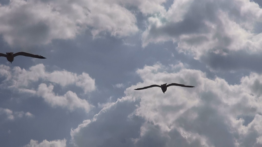 парящая чайка