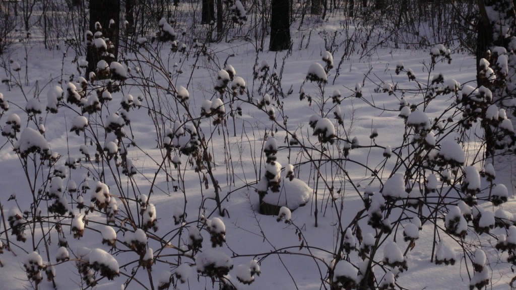 DSC04383 (1280x720)
