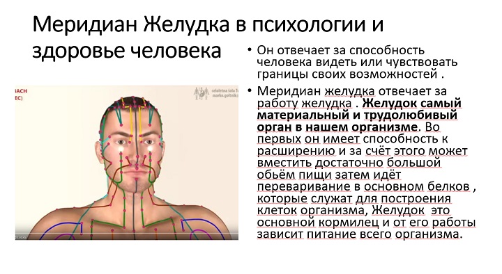 Меридиан желудка Милена Позняк MOClub