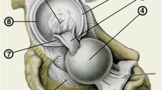 тазобедренный сустав