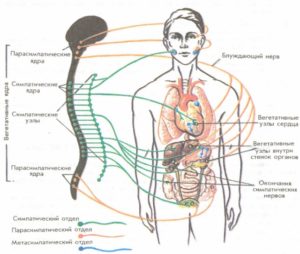 блуждающий нерв (640x541)