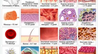 обновление организма